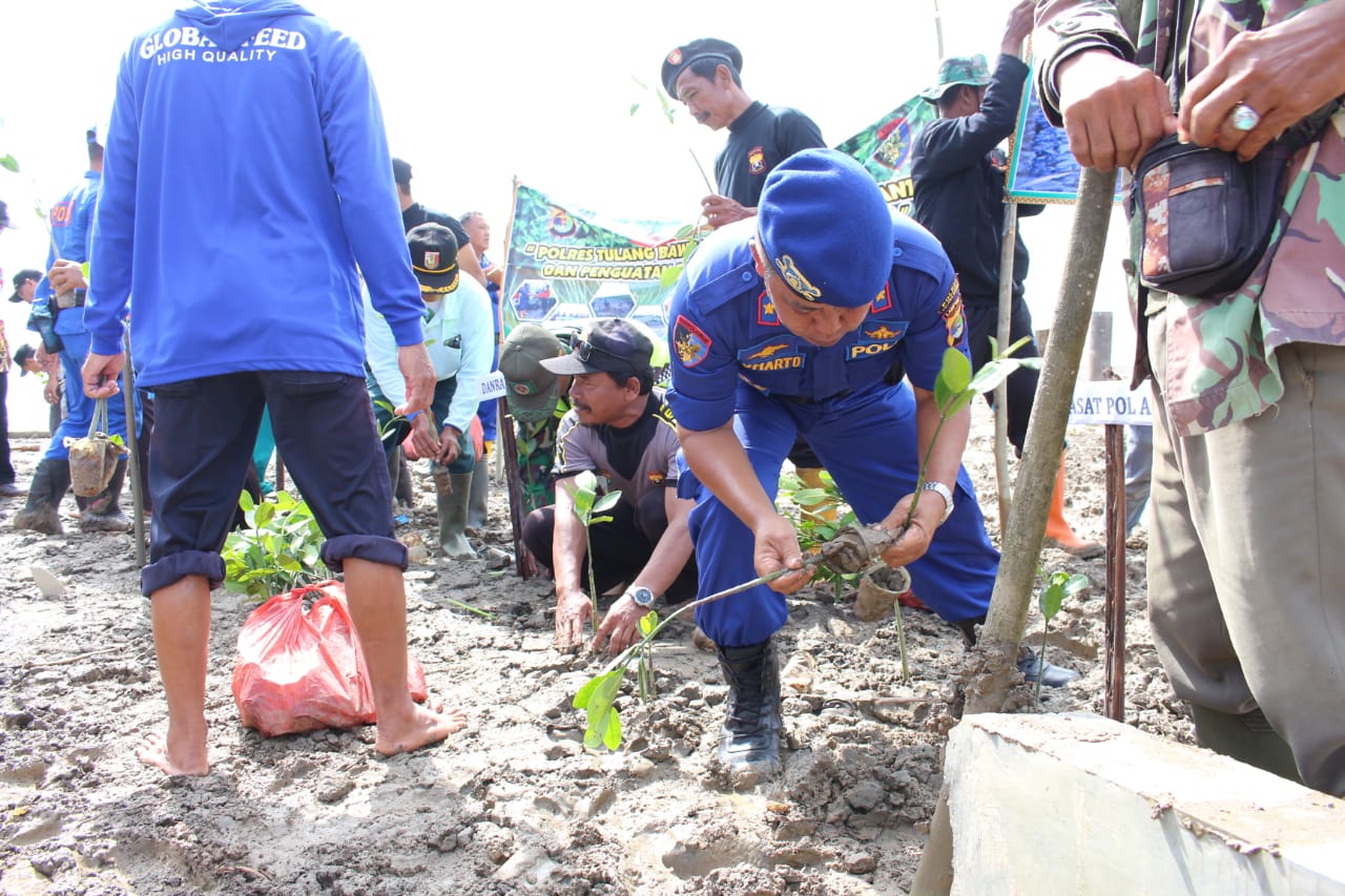 2500 Pohon Mangrove Ditanam Polres Tulang Bawang